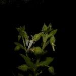 Hybanthus calceolaria