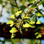 Ginkgo biloba Leaf