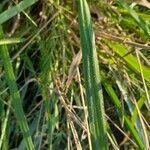 Paspalum urvillei Leaf