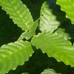 Psychotria jimenezii Leaf