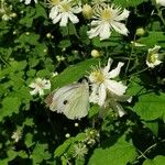 Clematis virginianaFlower