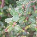 Cotoneaster microphyllus Blatt