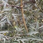 Sambucus canadensis Blad