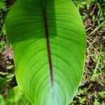 Heliconia spp. Leaf