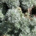 Artemisia schmidtiana 葉