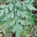 Bidens bipinnata Blad