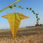 Atriplex micrantha Foglia