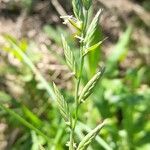 Lolium multiflorum Flower