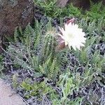 Echinopsis candicans Flower