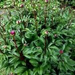 Paeonia officinalis Vekstform