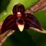 Bulbophyllum betchei 果實