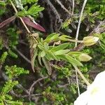 Arenaria montana ഇല