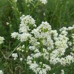 Galium boreale Blüte