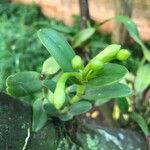 Epidendrum latilabre പുഷ്പം