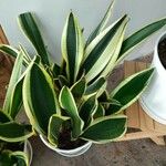 Sansevieria trifasciataLeaf