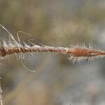 Erodium ciconium 果實