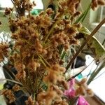 Scirpus cyperinus Flower