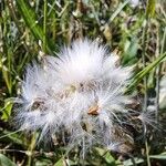 Sonchus maritimus ഫലം