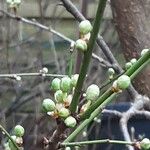 Prunus domestica Flor