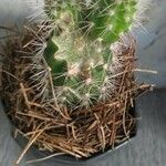 Echinocereus coccineus Leaf