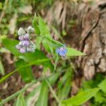 Pentaglottis sempervirensKwiat