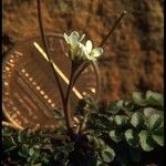 Cardamine oligosperma Habitat