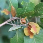 Combretum collinum Fruit