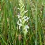 Spiranthes diluvialis Flower