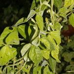 Desmodium cajanifolium Leaf