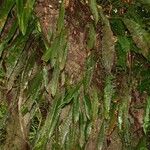 Oleandra articulata Kabuk