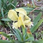 Iris pseudopumila Fleur