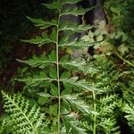 Asplenium aethiopicum পাতা