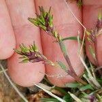 Poa alpina Bark