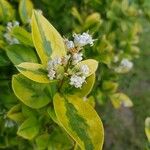 Ligustrum ovalifoliumFuelha