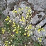 Biscutella brevicaulis Flower