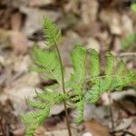 Botrychium virginianum Lapas