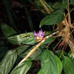 Ischnosiphon puberulus Flor