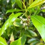Prunus caroliniana 花