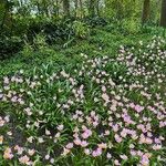 Tulipa saxatilis Flor