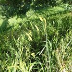 Bromus catharticus Leaf