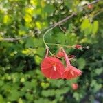 Ipomoea hederifolia 花