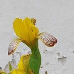 Iris variegata Blomma