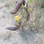 Vachellia farnesiana Fruit