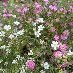 Gypsophila muralis Fula