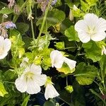 Malope trifida Blomst