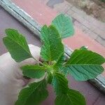 Amaranthus blitum पत्ता