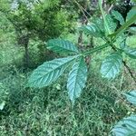 Vitex altissima Folha