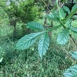 Vitex altissima Leaf