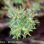 Euphorbia exigua Otro