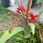 Crocosmia × crocosmiifloraBlodyn